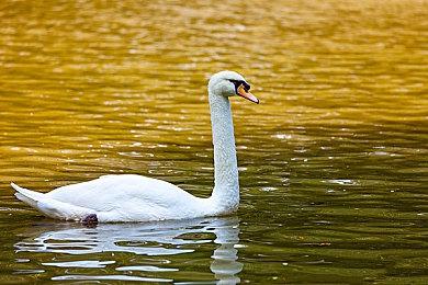 育碧将在两年内消减1.1亿美元成本 关闭更多工作室？